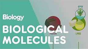 Biological Molecules | Cells | Biology | FuseSchool