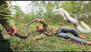 Close-up of rare albino cobra chasing buffalo cobra in the forest - king cobra