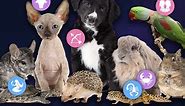 The Best Pet for You, Based on Your Zodiac