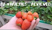 Which Strawberry is the best? 12 Varieties in Quick Review