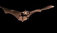 What's Causing Millions of North American Bats to Die?