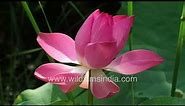Lotus life cycle of budding, flowering and seeding, nanoscopic structure causes hydrophobic surface