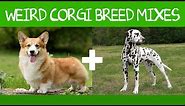 Top 16 Gorgeous Corgi Mixes That You Didn't Know Possible
