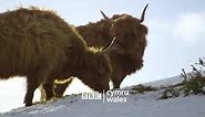 Iolo's Brecon Beacons: Winter