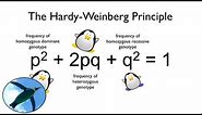 The Hardy-Weinberg Principle: Watch your Ps and Qs