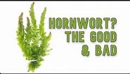Hornwort | My Experience Keeping