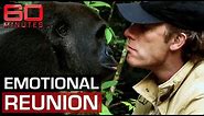 Man and gorilla's unforgettable reunion after years apart | 60 Minutes Australia