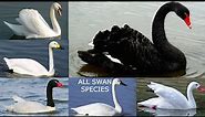 All Swan Species - types of swan