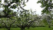 How to Prune Old Apple Trees to Produce Better Fruit