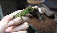 Baby Chinese Water Dragons