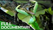 Praying Mantises - Deadly Killers of the Insect World | Free Documentary Nature