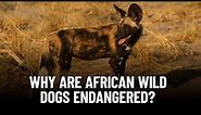 Meet the World's Most Endangered Canines: African Wild Dogs!