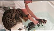 KITTY SWIMMING LESSONS