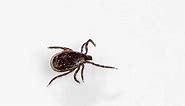 Are Ticks Arachnids or Insects? How Ticks Differ From Spiders