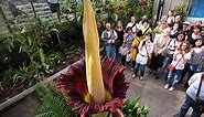 The Corpse Flower: Description, Life Cycle, Facts, and More