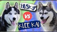 Alaskan Klee Kai vs. Siberian Husky, Which Is Better? Dog vs Dog