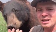 Bears are too funny! #animals #funny #funnyanimals | Parker River