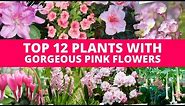 Top 12 Plants With Gorgeous Pink Flower 💕