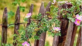 13 Fast-Growing Climbing Plants For Fences
