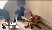 Guy Comes Home From Work With A Stray Dog | The Dodo