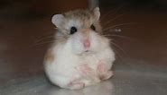 A Complete Guide to Roborovski Hamsters