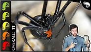 Black Widow, The Best Pet Spider?