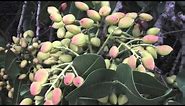 Growing Pistachio Nut Trees 🌳 🐿🌳🌳