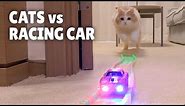 Cats vs Racing Car | Kittisaurus