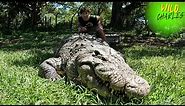 World's Largest & Oldest Nile Crocodile? Henry!