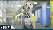 This Dog Helps Keep Your Amazon Package Moving | Amazon News