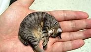 13 Smallest Animals In The World