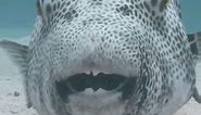 This Pufferfish has the BEST Smile in the Sea | Oceana