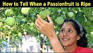 How to Tell When a PASSIONFRUIT is RIPE