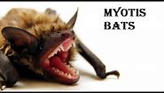Exploring the Secret Lives of Myotis Bats | Animal histrology