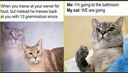 50 Funny And Relatable Cat Memes That Might Make You Want To Rescue Another Cat