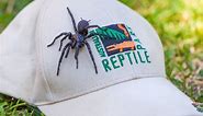 Largest male specimen of world's most venomous spider found in Australia