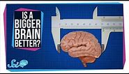 Does a Bigger Brain Make You Smarter?