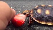 10 adorable videos of turtles eating strawberries