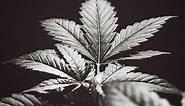 Marijuana Effects | Short-Term, Long-Term, & Side Effects of Weed