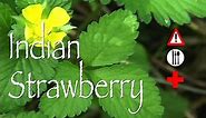 Indian Strawberry: Edible, Medicinal & Cautions