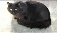 Black Cats! --- CAT COMPILATION