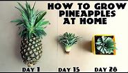 How to Grow Pineapples at Home Fast n Easy