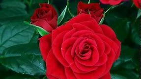 flower red rose blooming
