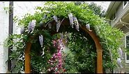 12 Vertical Gardening Ideas using Flowering Vines and Climbers