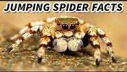 Jumping Spider Facts: the CUTEST Spiders 🕷️ Animal Fact Files