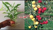Apple Vs Pear : Grafting Apple with Pear gets Fruits together​ Apple With Pear- Awesome @PuAet.
