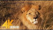 Lions in 4K 10 bit color - African Wild Animals - 5 HRS
