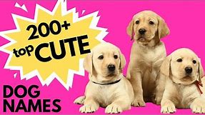 Top 200+ CUTE Dog Names | New Puppy Names | Super Cute