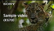 4K Sample Video | Alpha 6700 | Sony | α