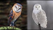 10 Most Beautiful Owls on Planet Earth